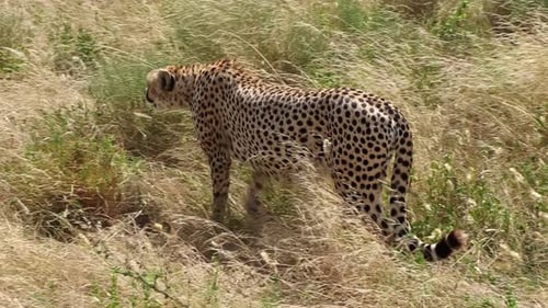 A medium shot of a lone cheetah stalking the vast plains of Serengeti National Park, in Africa.
