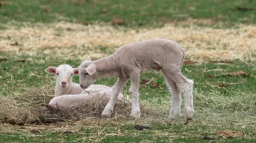 Ovejas bebés en un pasto mientras se pasta