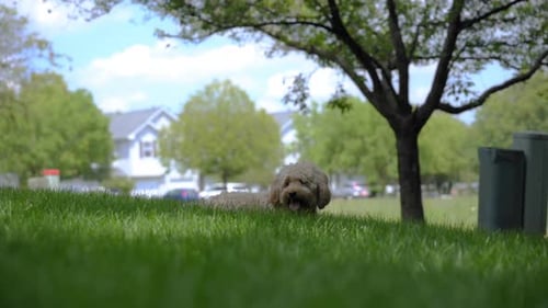 Goldendoodle Dog Pet Sitting on the Grass Outside and After Start Run