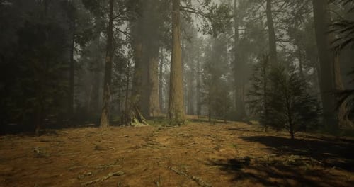 A Dense Forest is Shrouded in Fog Creating an Ethereal Atmosphere