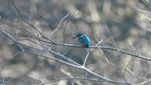 Beautiful Blue Kingfisher Bird, Common Kingfisher Sitting On Branch In Tokyo, Japan - close up
