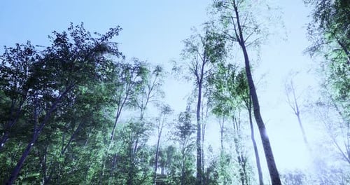 Des arbres majestueux s'élevant vers un ciel bleu éclatant dans une forêt luxuriante