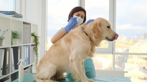 Golden Retriever Dog in Veterinary Clinic