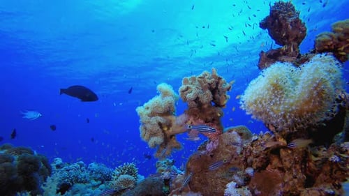 Coral Reef Ecosystem with Schooling Fish Underwater