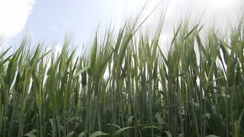 Green Wheat Field Swaying in the Wind Under Cloudy Sky