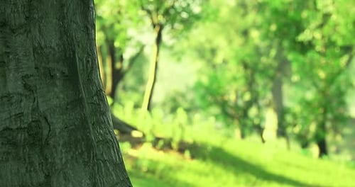 Lush Green Landscape with Sunlight Filtering Through Leafy Trees