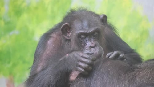 An Adult Family of Monkeys Rests Sitting in an Enclosure at the Zoo Monkeys Look for Fleas in Their