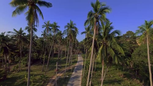 Aerial Drone View of Tropical Road Winding Through Tall Palm Trees and Green Landscape Wide Angle