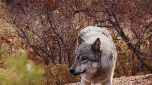 Wolf walking off camera slow motion