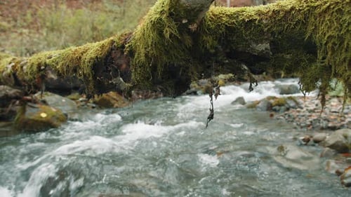 Rapid Flow of Crystal Clear Water in a Forest Creek with Mossy Tree Trunk