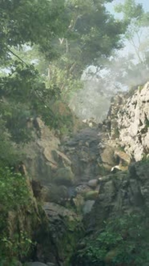 A Stream Running Through a Lush Green Forest