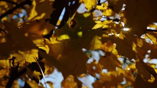 Gelbe Ahornblätter auf Ästen, die sich sanft im Wind wiegen, mit Sonnenlicht im Hintergrund, üppiger Herbst