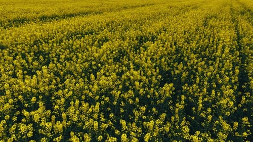 Blooming Rapeseed Field on a Sunny Day Flying Above Stunning Yellow Rape Fields in Spring Aerial