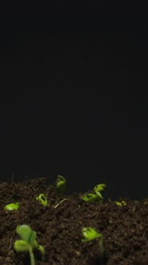 Seedlings Sprouting in Soil Time Lapse