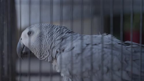 African grey parrot inside metal cage