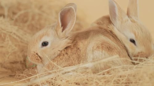 Gentled eyed Baby bunny Rabbit adorably resting among hay stack - Eye level close up shot