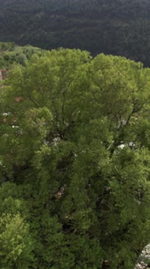 Sycomore Aerial Century