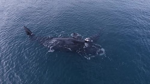 Aerial View of Whale Mother and Calf Swimming