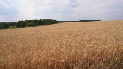 Aerial view of natural golden wheat field. Farmland and agriculture concept