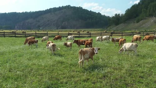 Cattle Grazing Peacefully in Lush Green Pastures Surrounded By Majestic Mountains