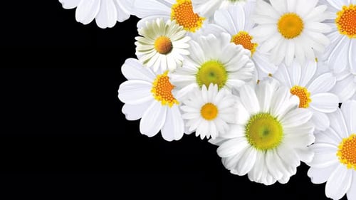 Natural Daisy Flower Bloom Transition