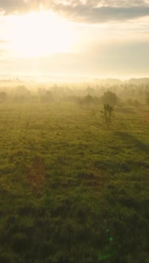 Flying Over Green Field and Trees in Sunny Morning Aerial View Vertical Video