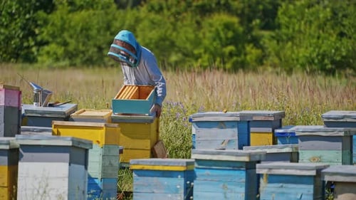 Wooden bee houses in the garden. Professional beekeeper in protective hat is busy on apiary.