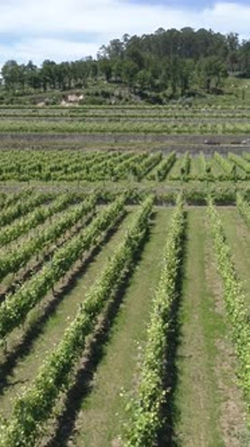 Vue aérienne de Green Vineyards