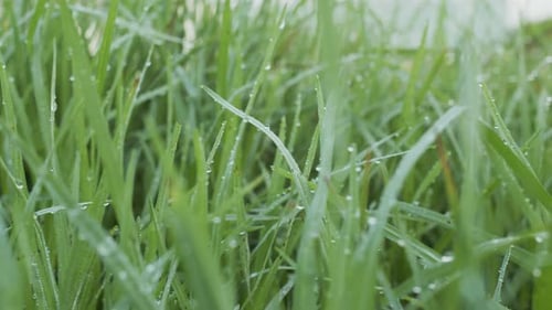 Slow movement inside green spring grass with large dew drops.
