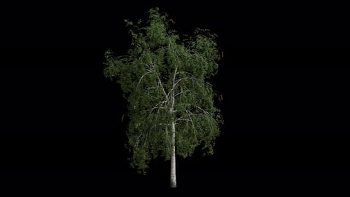 Silberne Birke, die sich in Windschleifenanimation mit Alpha-Kanal bewegt. Der Wind weht Europäische Weißbirke