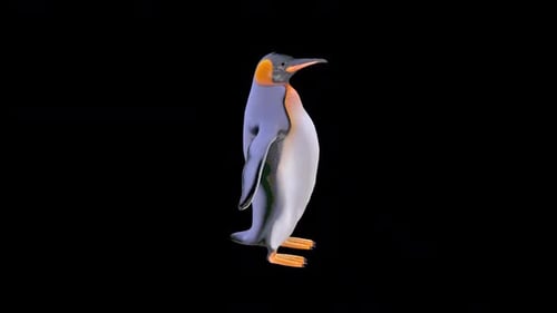 King Penguin