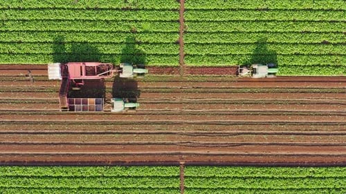 Beetroot Harvesting process, Early morning aerial follow footage