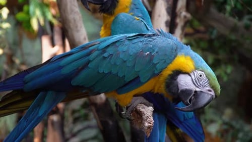 Zwei blau-goldene Aras, Papageien, die am Ast im Regenwald hängen, Nahaufnahme