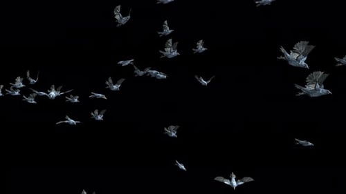 Digital Flock of Crows Flying Loop Animation
