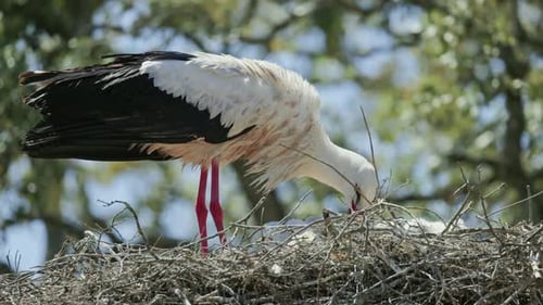 White Stork Arranging Nest with Chicks