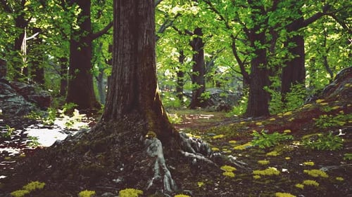 A Lush Green Forest with Dense Foliage and Mosscovered Ground