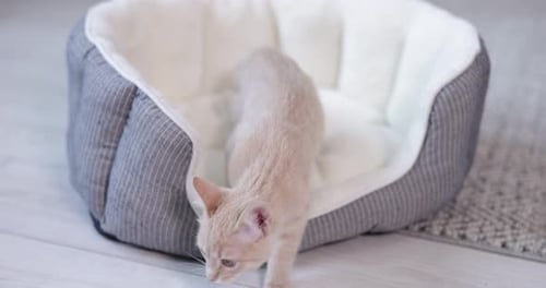 Cute kitten exits soft pet bed indoors
