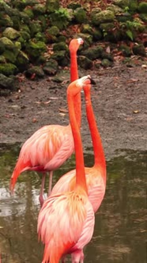 Graceful Pink Flamingos Standing in Water