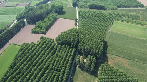 Aerial View of Green Farmland and Tree Cultivation