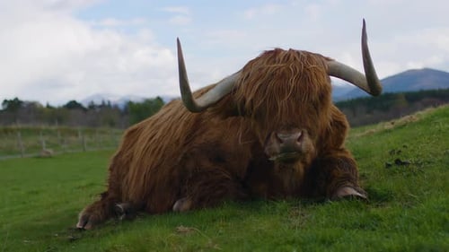 Highland cow resting on a grassy hill in the Scottish countryside