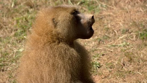 Baboons in Nature Setting