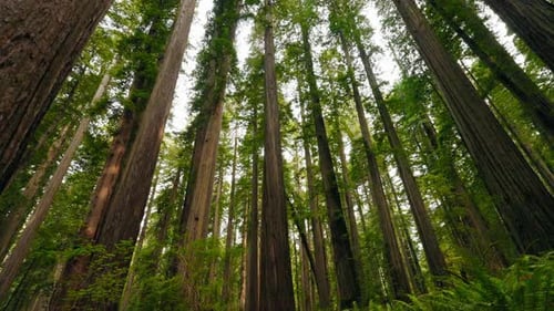 Wandering Through Redwood Trails Surrounded By Ancient Giants