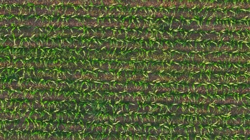 Drone Over Cornfield