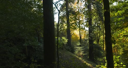 Bright Green Colors Summer Deciduous Forest Sunlight Breaks Through Trees In Foliar Forest Summer