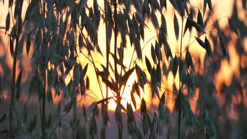 Oat Field Ripe Oat Ears at Sunset Scenic Summer Landscape Oat Avena Sativa Organic Agriculture