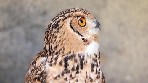 Desert Eagle Owl Portrait