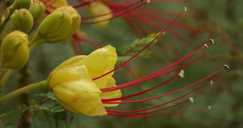 Fleurs d'Erythrostemon gilliesii ou Caesalpinia gilliesii, une espèce ornementale originaire du sud de l'Australie