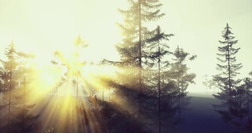 Sunlight Streaming Through the Trees in a Serene Forest Landscape