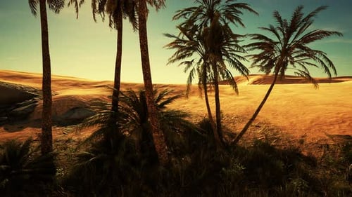 Oasis at the Moroccan Desert Dunes