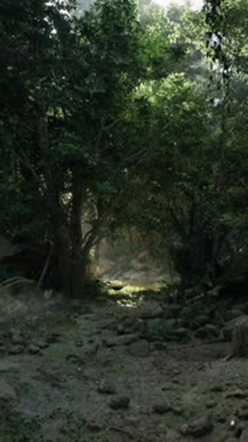 Rural Dirt Road Surrounded By Trees and Rocks